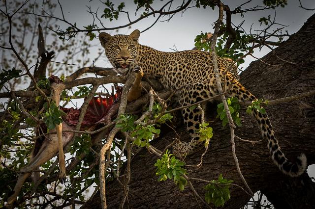 132 Zuid-Afrika, Sabi Sand Game Reserve, luipaard.jpg